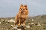 SPITZ ALLEMAND 520